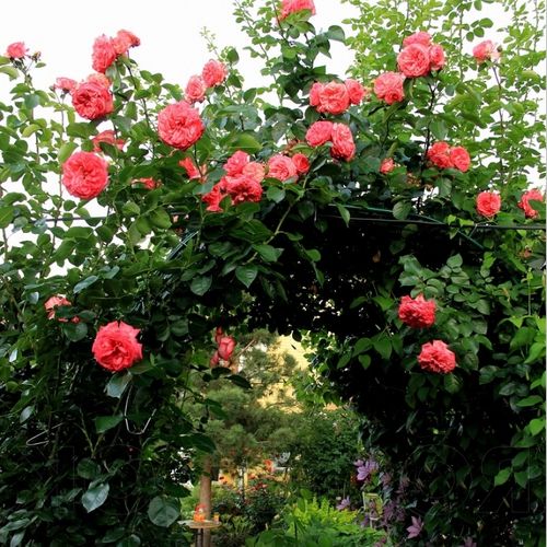 Bílá s červeným okrajem - Stromkové růže, květy kvetou ve skupinkách - stromková růže s převislou korunou